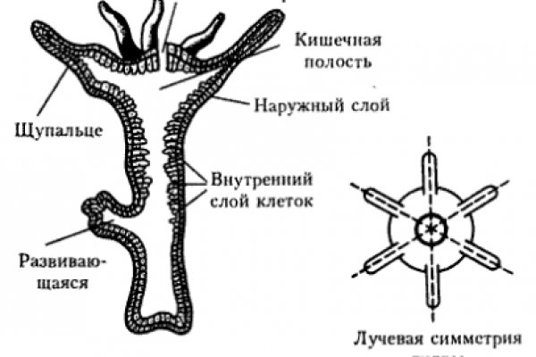 Кракен зеркало тор picassogallery com